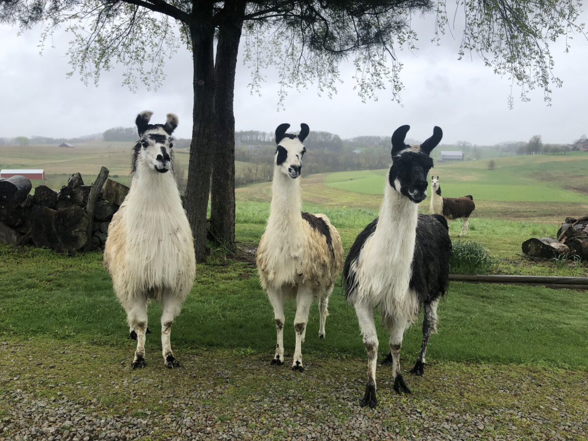 Three llamas looking curious. It's a cloudly day and there is a green field and large tree behind them