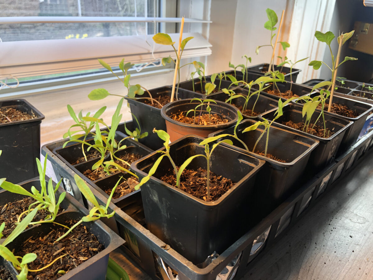 Seedlings growing indoors under lights