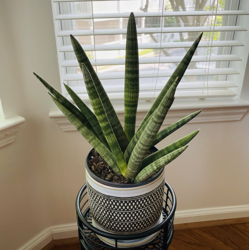 A starfish snake plant in a small pot in front of a window. The plant is green and spiky.